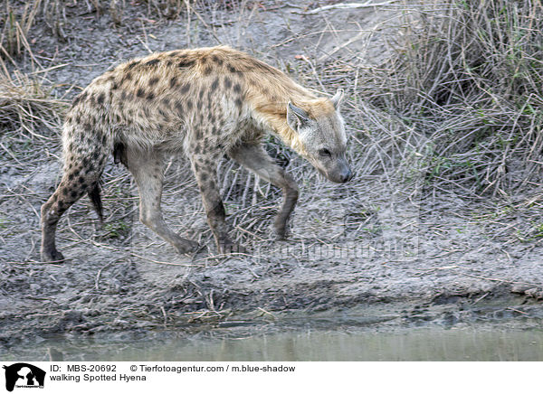 laufende Tpfelhyne / walking Spotted Hyena / MBS-20692