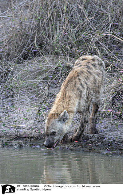 stehende Tpfelhyne / standing Spotted Hyena / MBS-20694