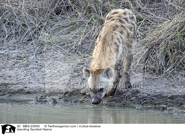 stehende Tpfelhyne / standing Spotted Hyena / MBS-20695