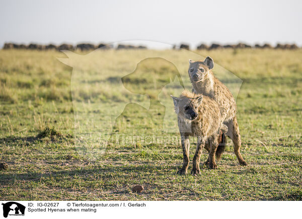 Tpfelhynen bei der Paarung / Spotted Hyenas when mating / IG-02627