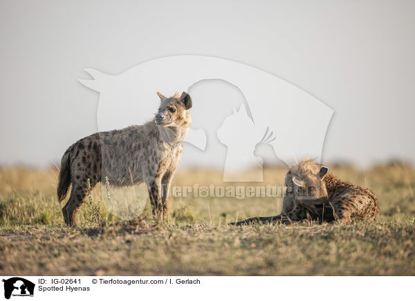Tpfelhynen / Spotted Hyenas / IG-02641