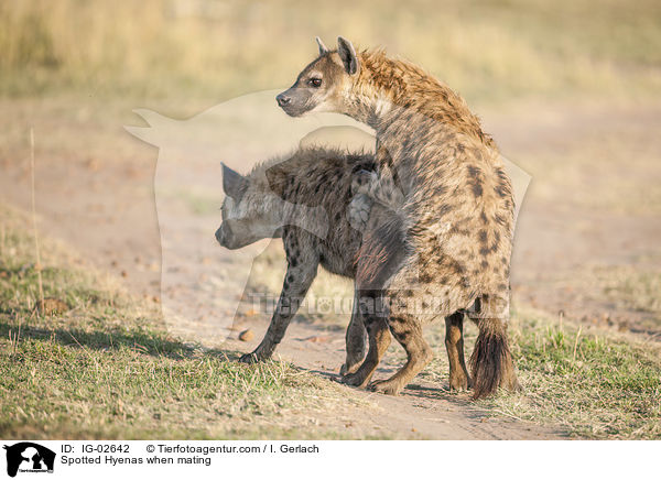 Tpfelhynen bei der Paarung / Spotted Hyenas when mating / IG-02642