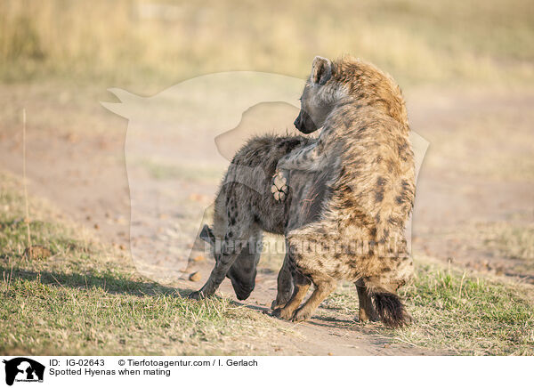 Tpfelhynen bei der Paarung / Spotted Hyenas when mating / IG-02643