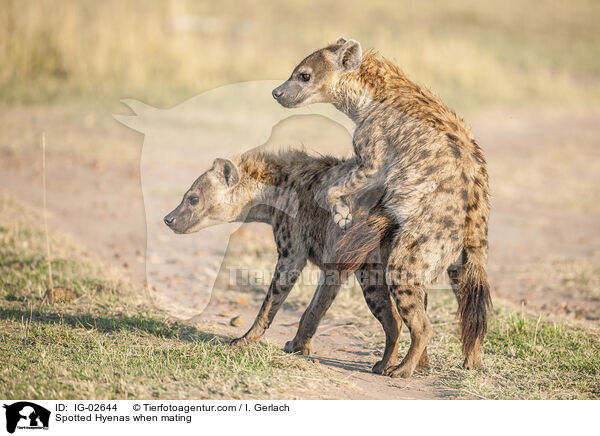 Tpfelhynen bei der Paarung / Spotted Hyenas when mating / IG-02644
