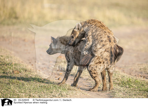 Tpfelhynen bei der Paarung / Spotted Hyenas when mating / IG-02645