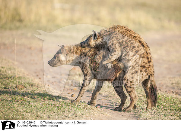 Tpfelhynen bei der Paarung / Spotted Hyenas when mating / IG-02646