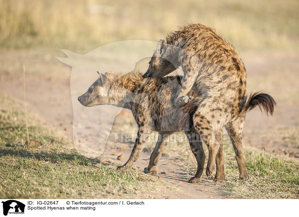 Tpfelhynen bei der Paarung / Spotted Hyenas when mating / IG-02647