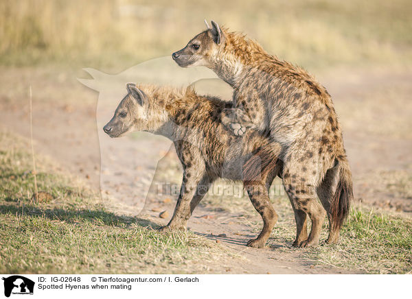 Tpfelhynen bei der Paarung / Spotted Hyenas when mating / IG-02648