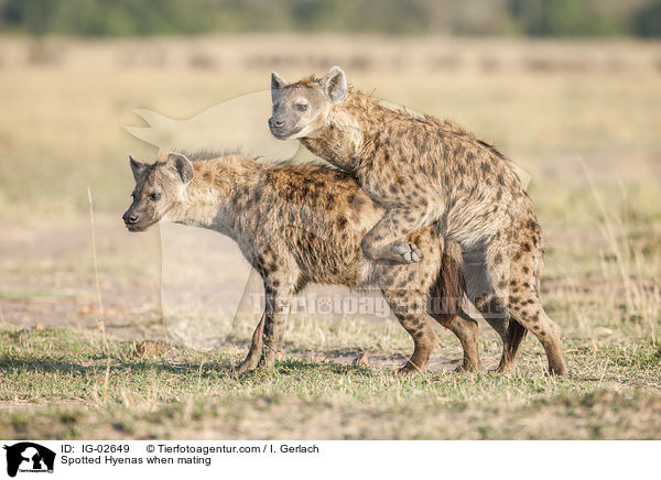 Tpfelhynen bei der Paarung / Spotted Hyenas when mating / IG-02649