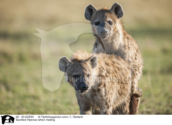 Tpfelhynen bei der Paarung / Spotted Hyenas when mating / IG-02650