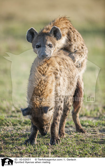 Tpfelhynen bei der Paarung / Spotted Hyenas when mating / IG-02651