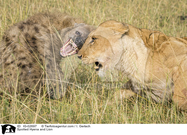 Tpfelhyne und Lwe / Spotted Hyena and Lion / IG-02697