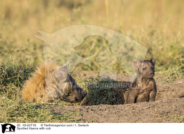Tpfelhyne mit Jungtier / Spotted Hyena with cub / IG-02716