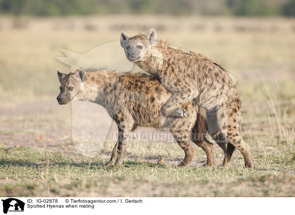 Tpfelhynen bei der Paarung / Spotted Hyenas when mating / IG-02878