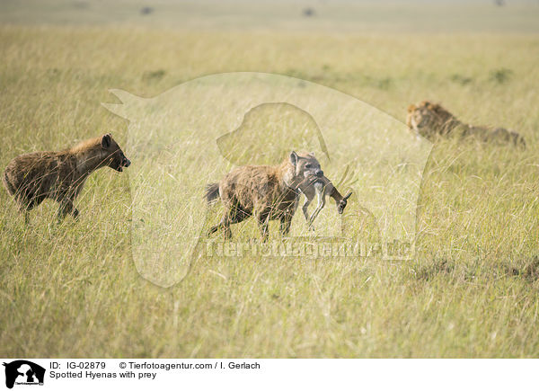 Tpfelhynen mit Beutetier / Spotted Hyenas with prey / IG-02879