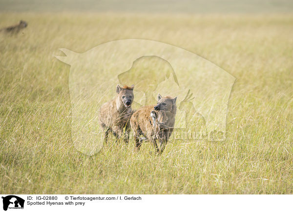 Spotted Hyenas with prey / IG-02880