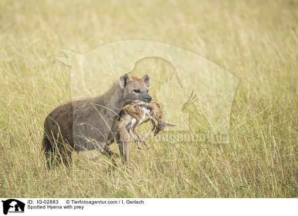 Spotted Hyena with prey / IG-02883