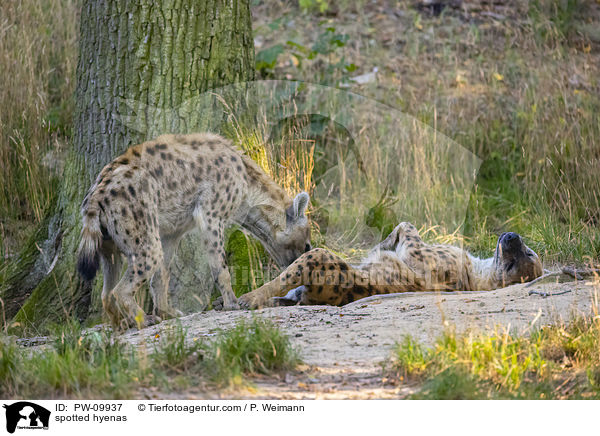 Tpfelhynen / spotted hyenas / PW-09937