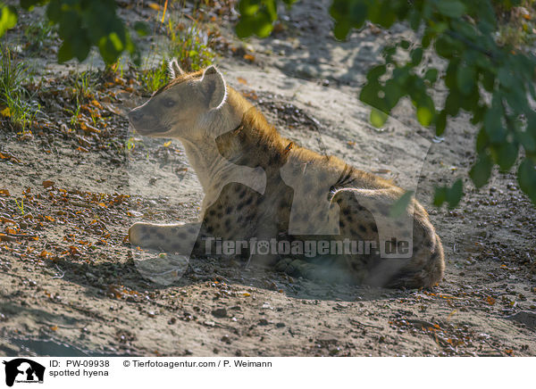 Tpfelhyne / spotted hyena / PW-09938