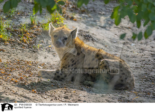 Tpfelhyne / spotted hyena / PW-09939