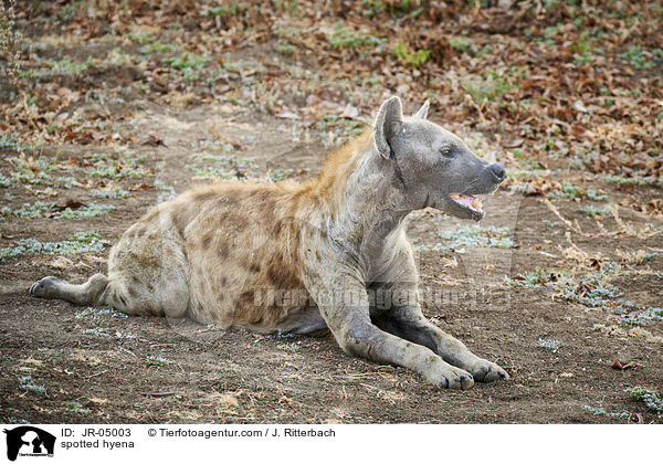 spotted hyena / JR-05003