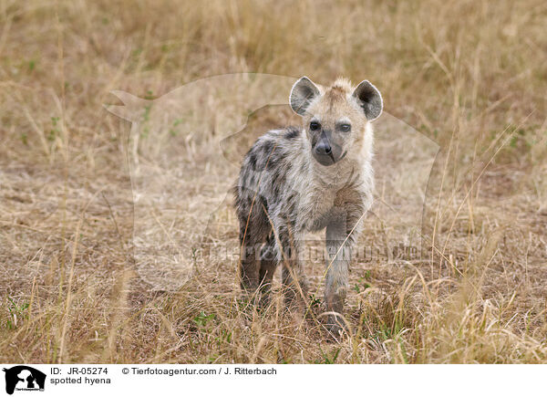 spotted hyena / JR-05274