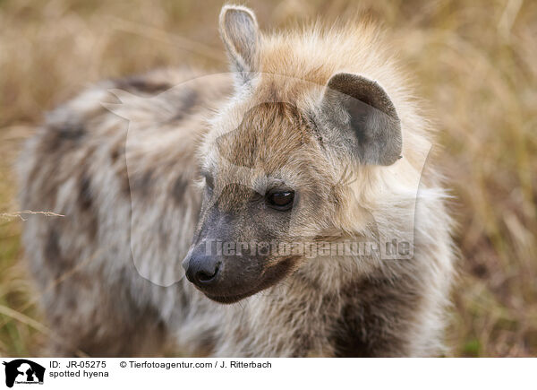 Tpfelhyne / spotted hyena / JR-05275