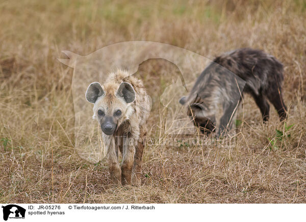 spotted hyenas / JR-05276