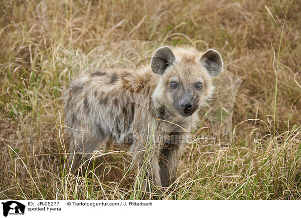 Tpfelhyne / spotted hyena / JR-05277