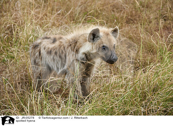 spotted hyena / JR-05278