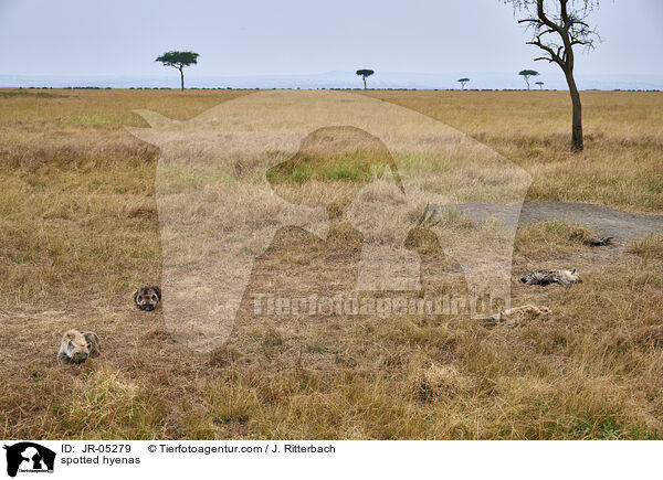 Tpfelhynen / spotted hyenas / JR-05279