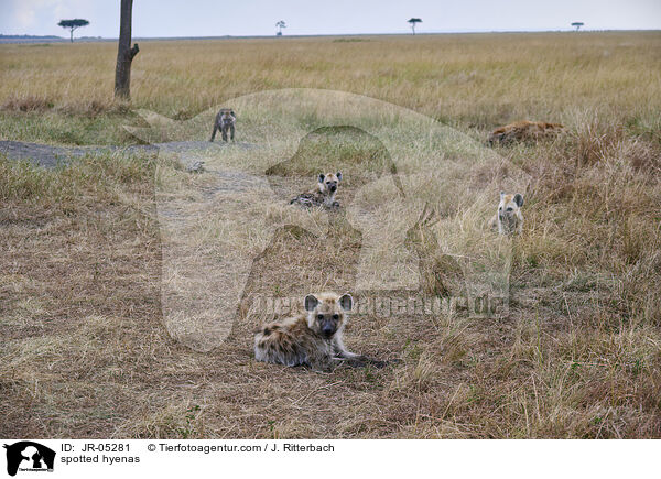 Tpfelhynen / spotted hyenas / JR-05281