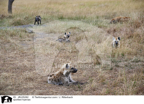 Tpfelhynen / spotted hyenas / JR-05282