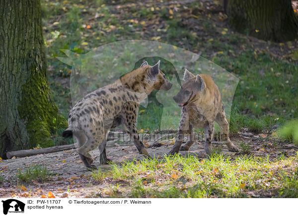 spotted hyenas / PW-11707