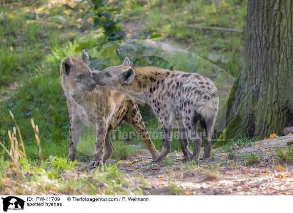 Tpfelhynen / spotted hyenas / PW-11709