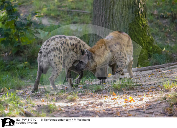 Tpfelhynen / spotted hyenas / PW-11710