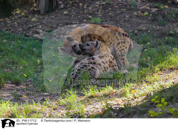 Tpfelhynen / spotted hyenas / PW-11712