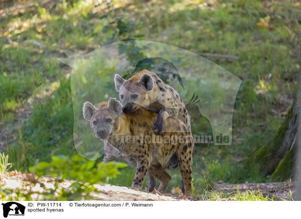 Tpfelhynen / spotted hyenas / PW-11714