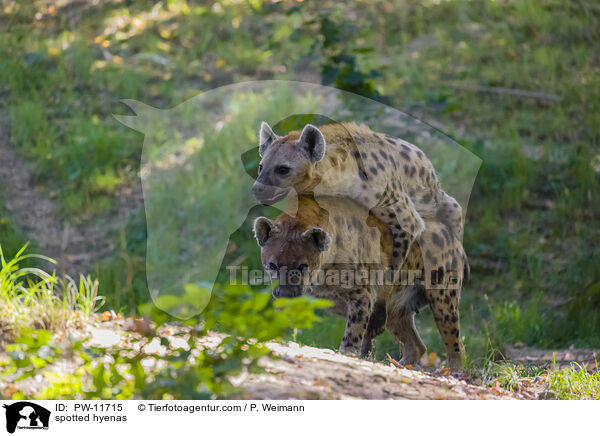 Tpfelhynen / spotted hyenas / PW-11715
