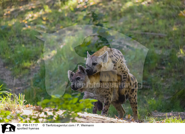 Tpfelhynen / spotted hyenas / PW-11717