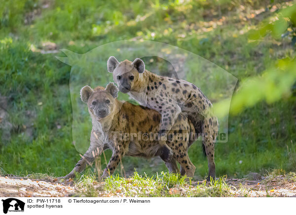 Tpfelhynen / spotted hyenas / PW-11718