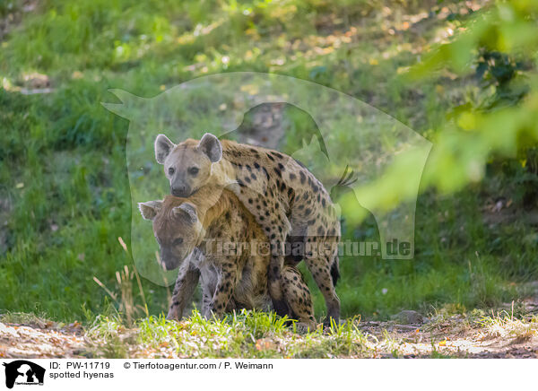 spotted hyenas / PW-11719