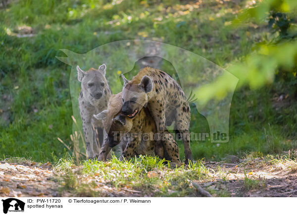 Tpfelhynen / spotted hyenas / PW-11720