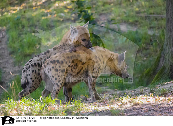spotted hyenas / PW-11721