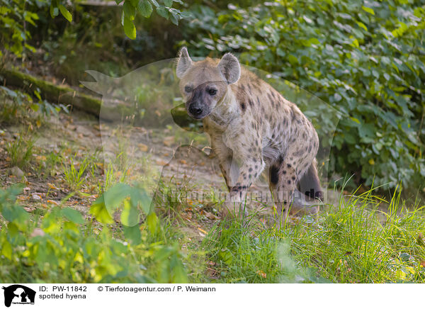 Tpfelhyne / spotted hyena / PW-11842