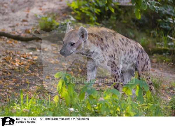 Tpfelhyne / spotted hyena / PW-11843