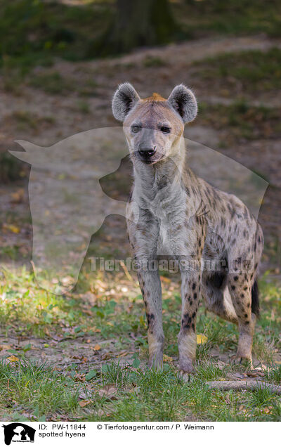 Tpfelhyne / spotted hyena / PW-11844