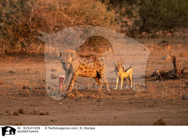 spotted hyena / SVS-01209