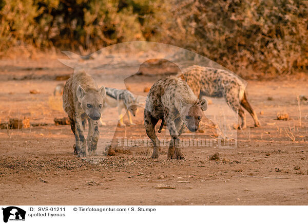 spotted hyenas / SVS-01211