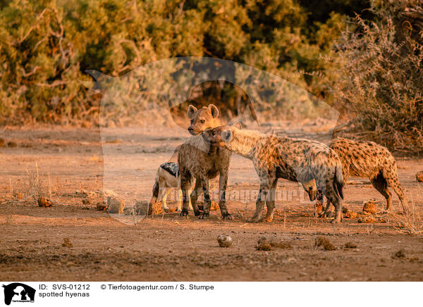spotted hyenas / SVS-01212